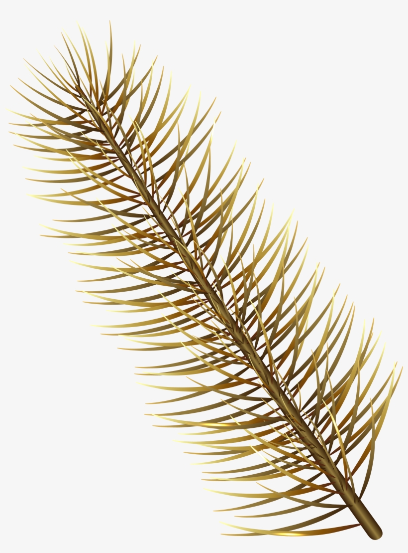 Gold Pine Branch Transparent Png Image, transparent png #8761165