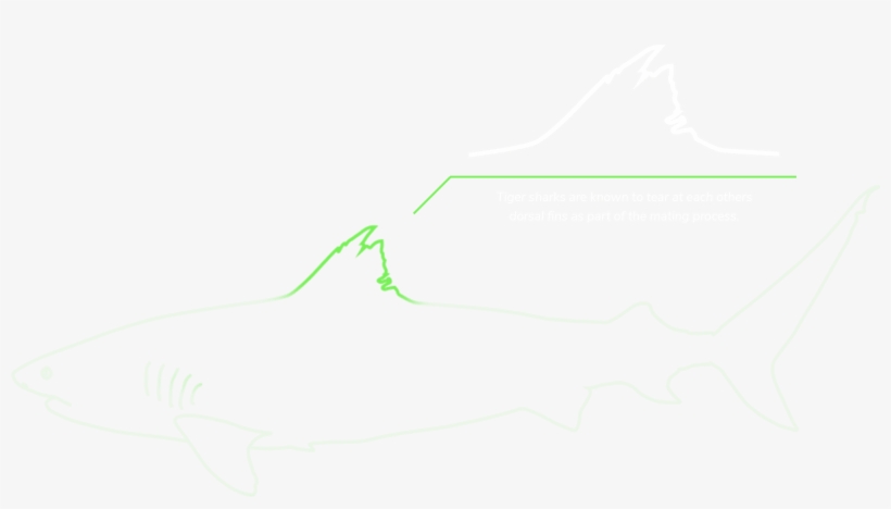 ＋ - Cat Fish, transparent png #8763710