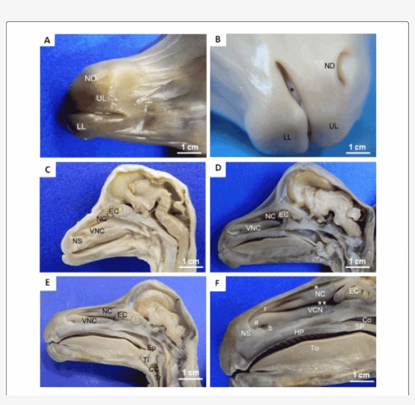 Observe Nostrils With The Nasal Diverticulum Closed, - Nasal Diverticulum, transparent png #8764158