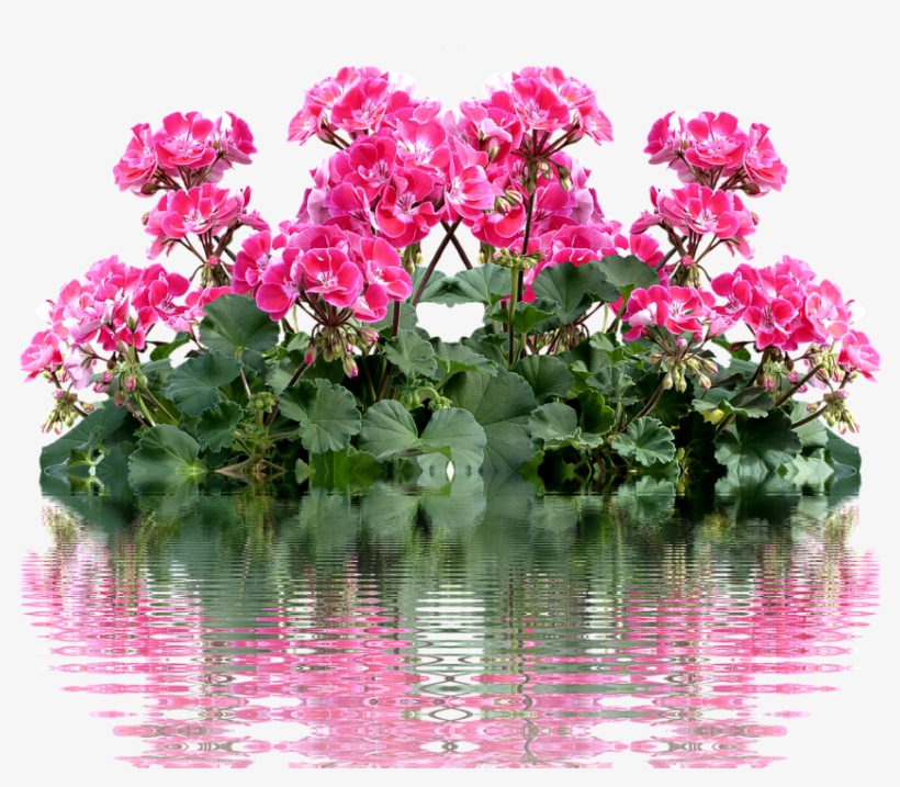 Geranium, Balkonblumen, Summer, Balcony Plant, Flower - Geraniums, transparent png #8764398