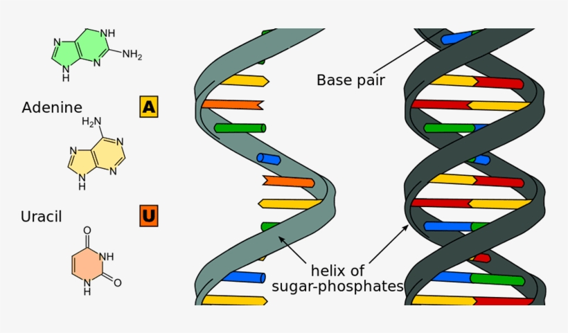 Differential Rna Expression In Late Onset Fetal Growth - Nucleic Acid Structure, transparent png #8764741