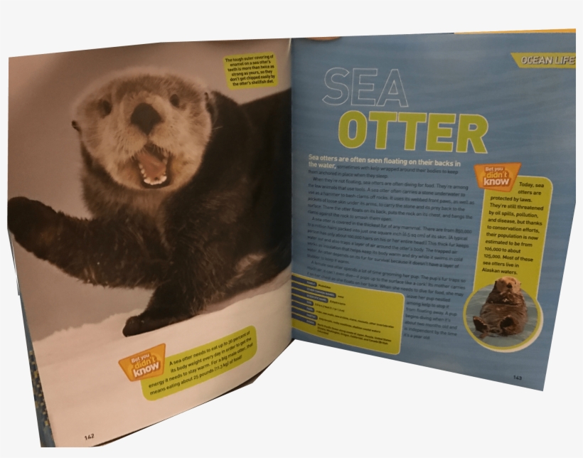 Ocean-pedia - Ferret, transparent png #8766259