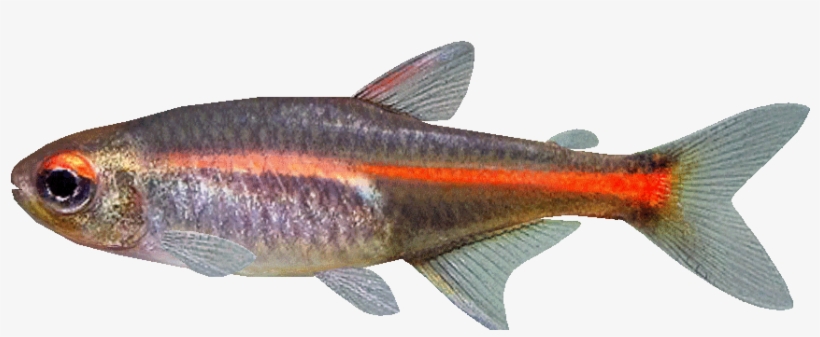 Glow Light Tetra Tropical Fish Aquarium, Fish Aquariums, - Glowlight Tetra Png, transparent png #8766485