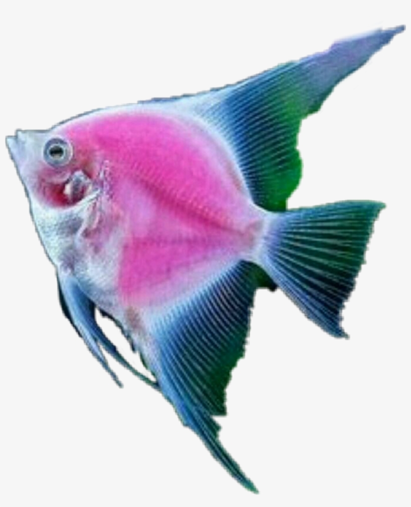 Fish Tropicalfish Scseacreatures Seacreature - Marine Biology, transparent png #8767151