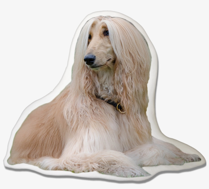 Afghan Hound Pillow - Cani Più Belli Al Mondo, transparent png #8768155