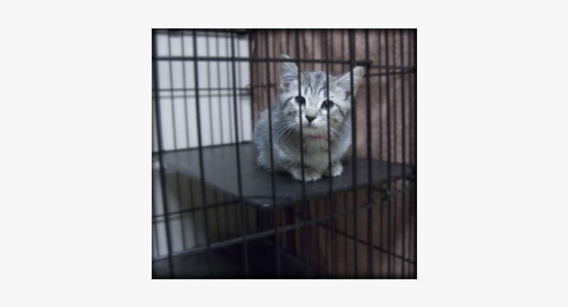 Community Service Animal Shelter, transparent png #8768286