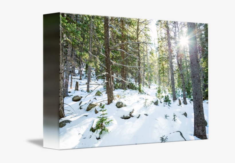 Snowy Wilderness Playground By James Bo Insogna - Snow, transparent png #8768386