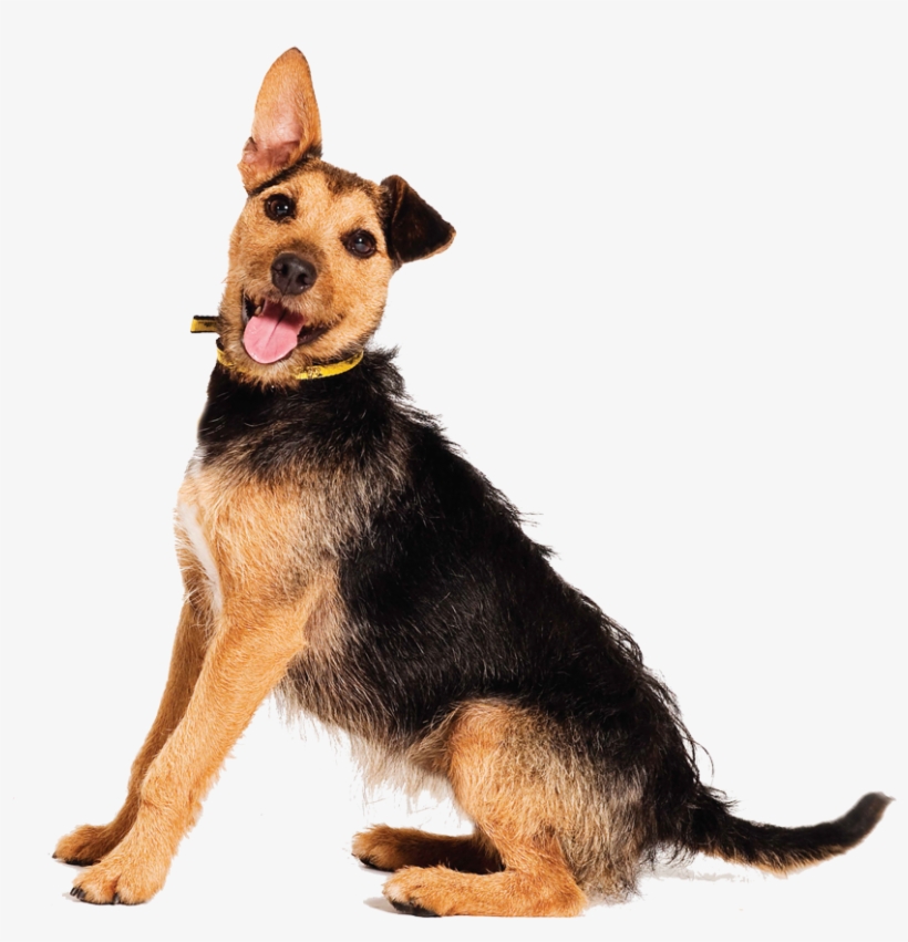 Understanding What Your Dog Is Telling You - Dog Yawns, transparent png #8768422