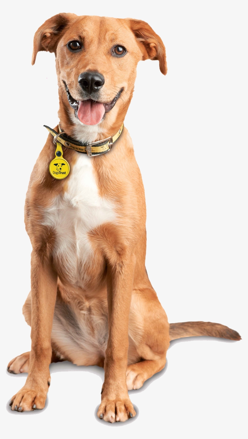 Help, My Dog Has A Behaviour Problem - Dog Catches Something, transparent png #8768517