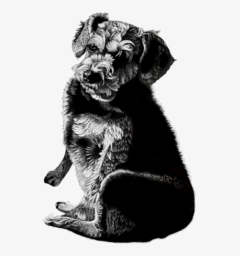 This Is A Drawing Of My Old Friend Martha - Dog Yawns, transparent png #8768787