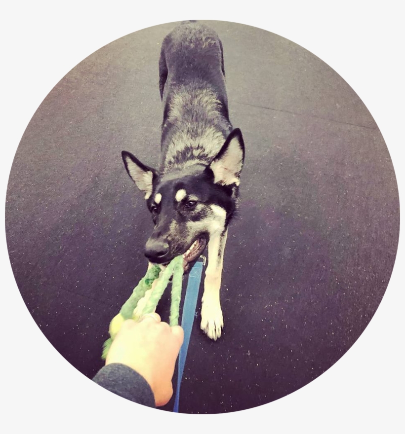 Take A Tired And Happy Dog Home With You After Work - Dog Catches Something, transparent png #8776148