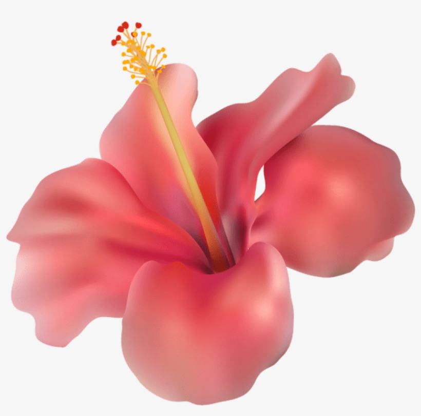 Free Png Hibiscus Transparent Png Images Transparent, transparent png #8776482