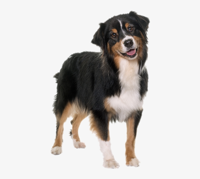 Pastore Tricolore, transparent png #8776685