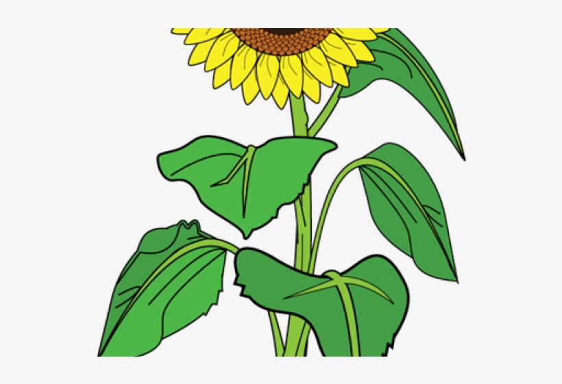 Image Transparent Stock Girl Free On Dumielauxepices - Clipart Picture Of Sunflower, transparent png #8779526