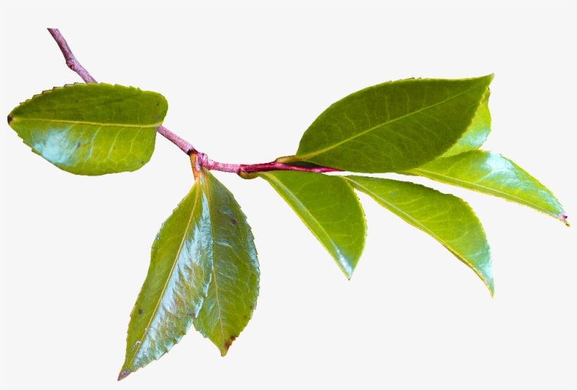 Volver - Hojas De Arboles Png, transparent png #8781697