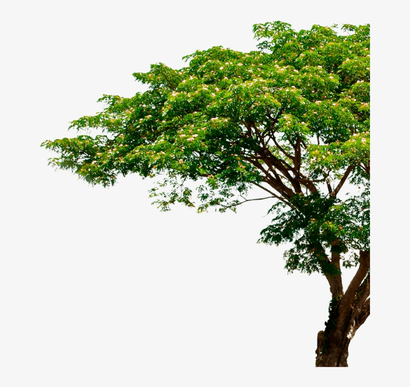 Tree Shutterstock, transparent png #8781740