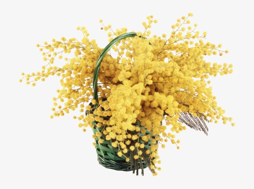 Mimosa Cornice Png, transparent png #8782023