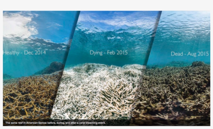 The Same Reef In American Samoa Before, During And - Hanauma Bay Coral Bleaching, transparent png #8782409