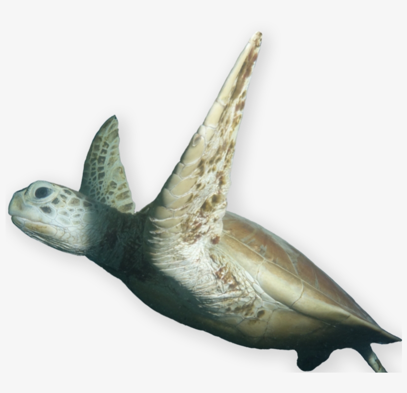 A World Leading Supplier Of On Reef Facilities For - Marine Mammal, transparent png #8782564
