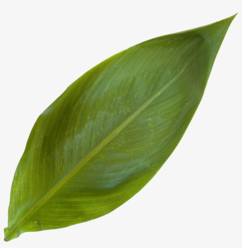 Canna Lilly Leaf - Houseplant, transparent png #8782874