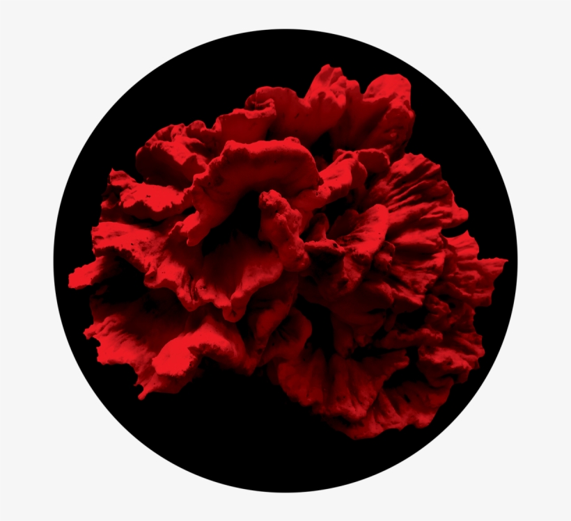 Single Coral Reef - Common Peony, transparent png #8782967