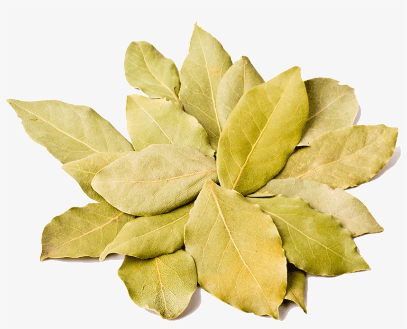 Bay Laurel, transparent png #8783008
