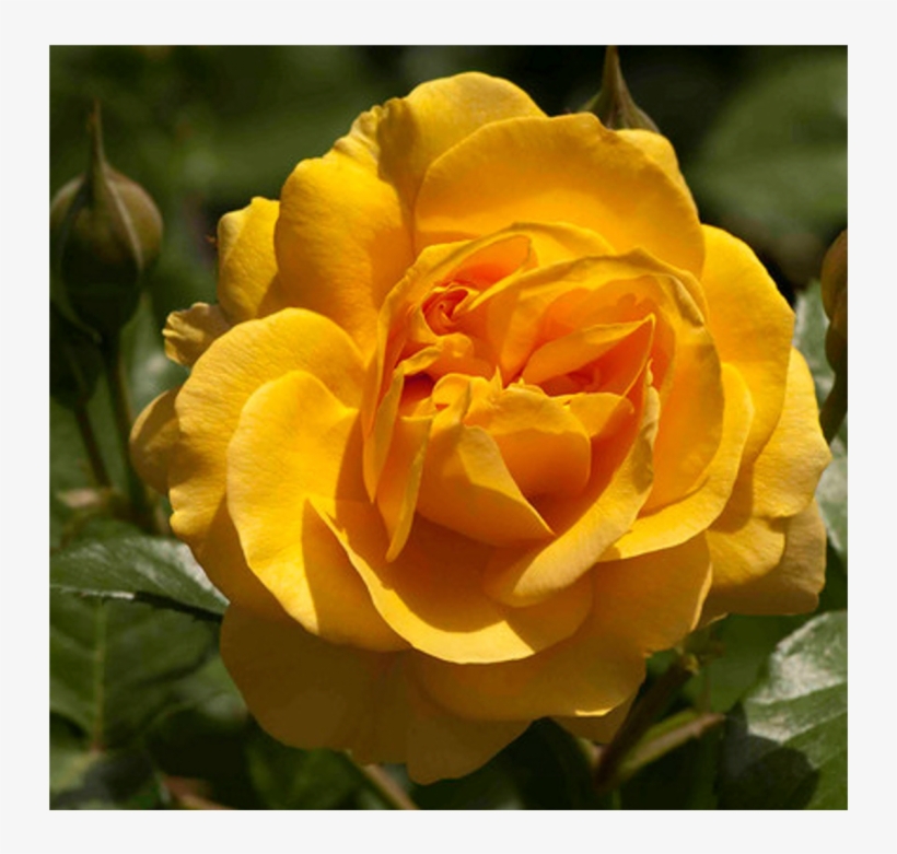 Shooting Star Roses Shooting Star Roses - Shooting Star Rose, transparent png #8784596