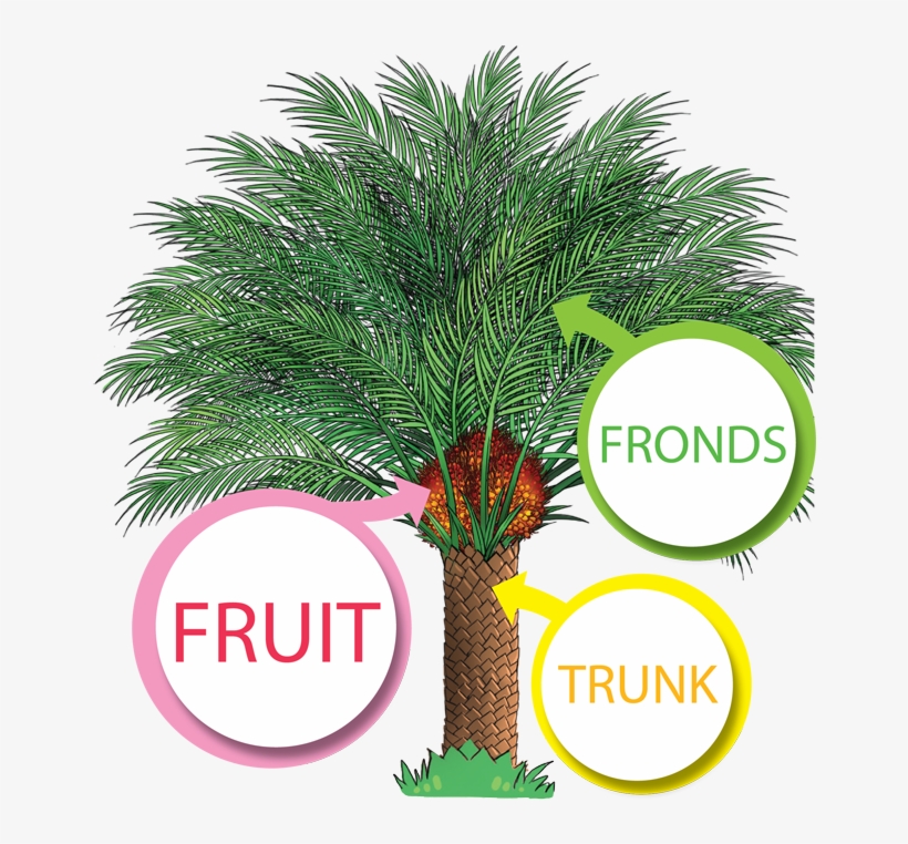 The Productive Oil Palm - Palm Oil Tree Png, transparent png #8784665