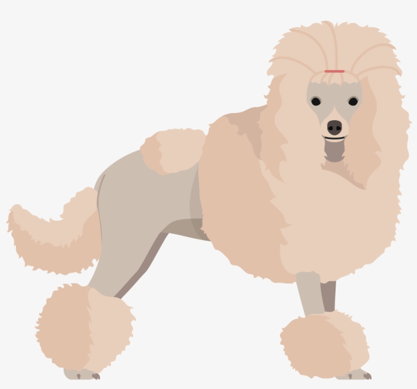 Poodle, transparent png #8784912