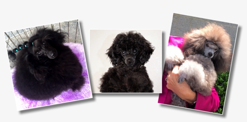Picture - Standard Poodle, transparent png #8785235