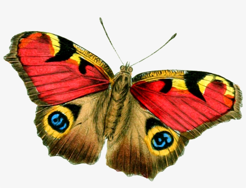 Butterfly Png Clipart Yellow And Green Transparent - Real Butterfly Png Transparent, transparent png #8786515