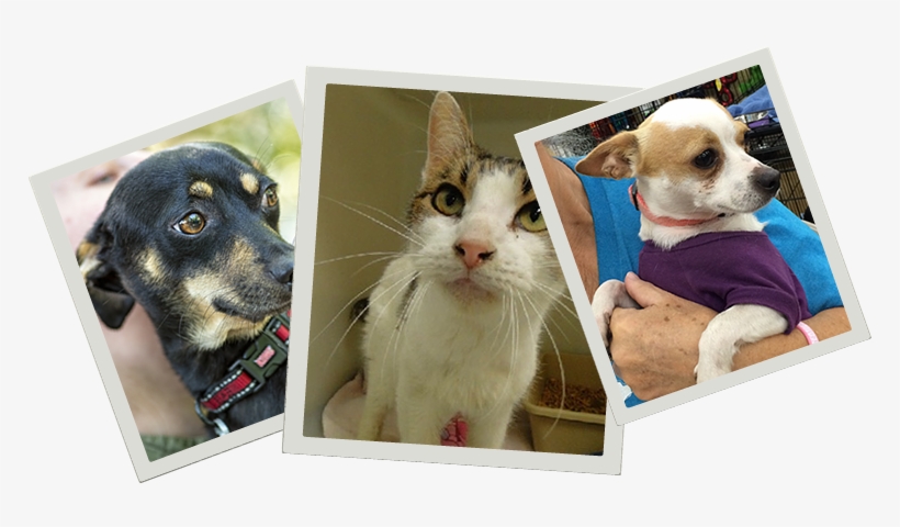 Pet Resources - Chihuahua, transparent png #8788291