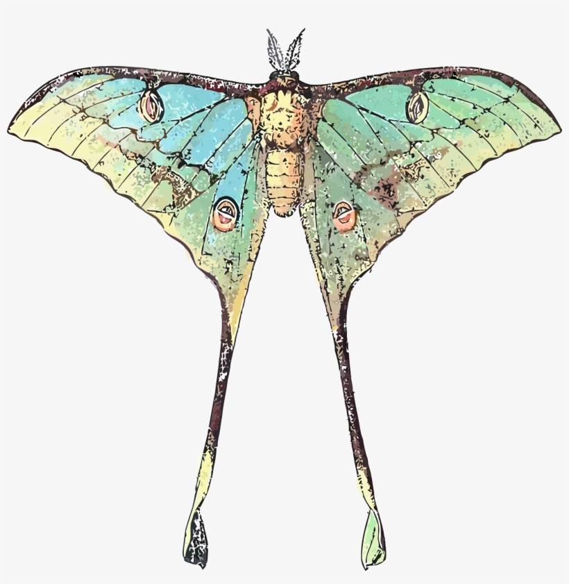 Drawing Of A Butterfly Insect With Long Wings - Luna Moth Scientific Illustration, transparent png #8788364