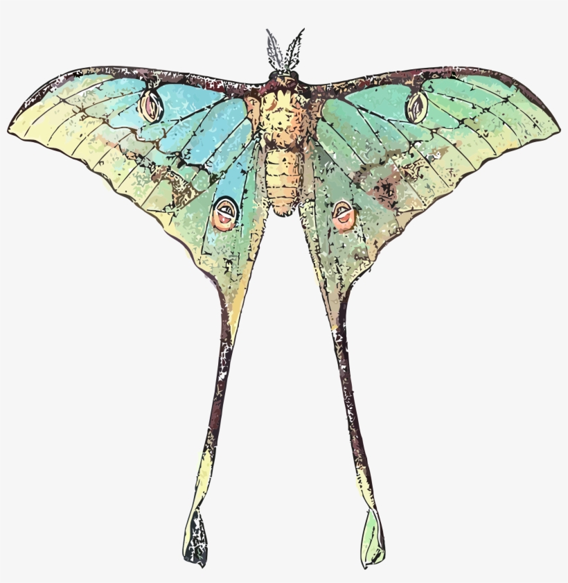 Butterfly Scientific Illustration