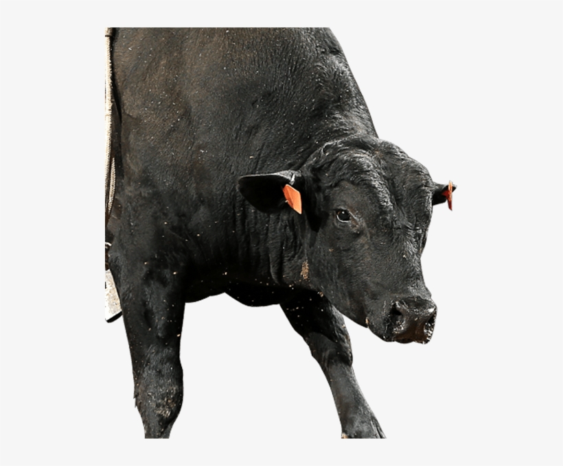 Rising Sun - Dairy Cow, transparent png #8790727