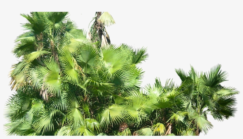 Tropical Plant Pictures Acoelorrhaphe Wrightii - Tropical Bushes Photoshop, transparent png #8790800