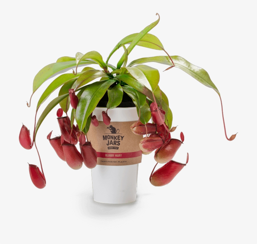 What Are Monkey Jars - Monkey Jar Plant, transparent png #8791002