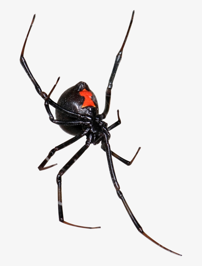 Spider - Black Widow, transparent png #8792237