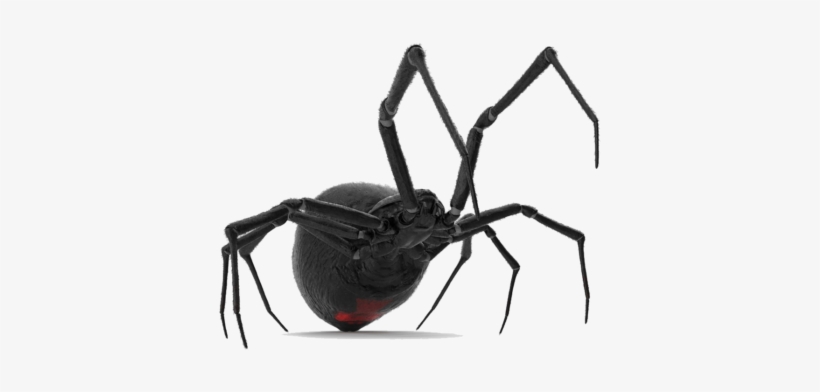 Spider Control - Black Widow, transparent png #8792291