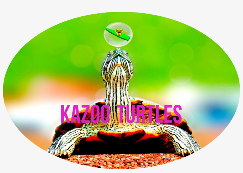 Screen Shot 2017 04 09 At - Turtle, transparent png #8793290