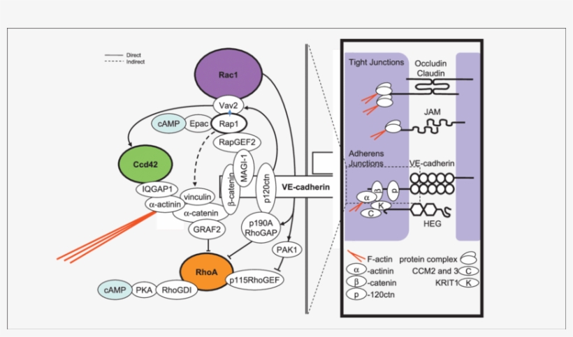 The Major Tj And Aj Protein Interactions Are Indicated - Diagram, transparent png #8793826