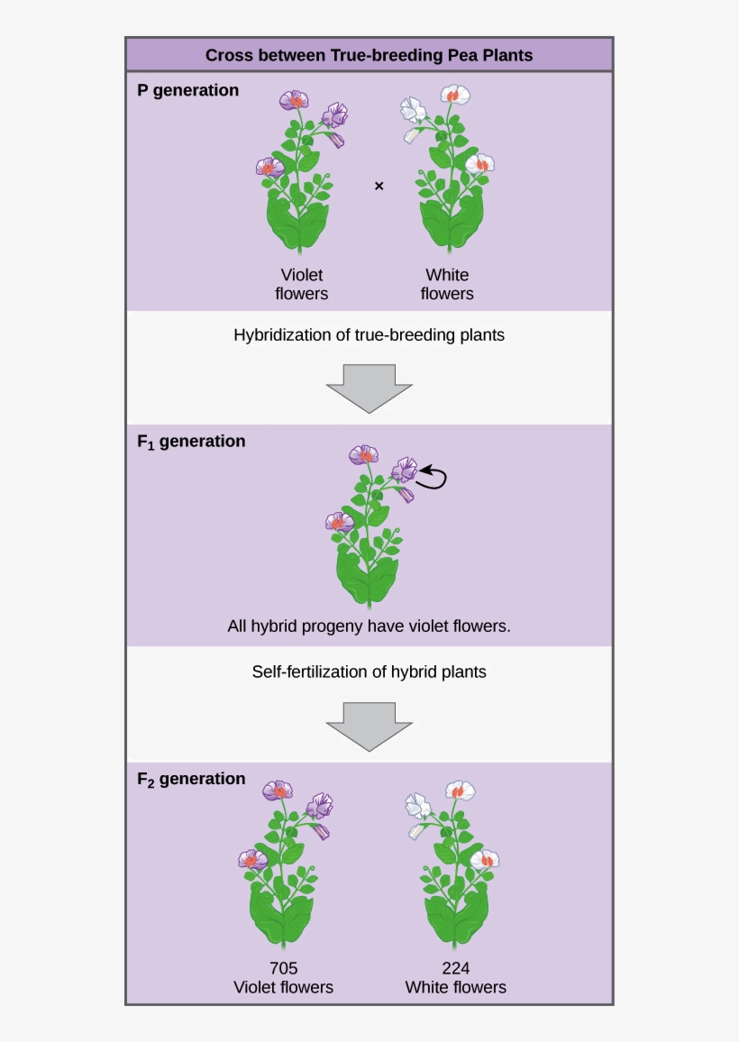 1 The Work Of Gregor Mendel Worksheet Answers 44 Fresh - Cross Between True Breeding Pea Plants, transparent png #8796202