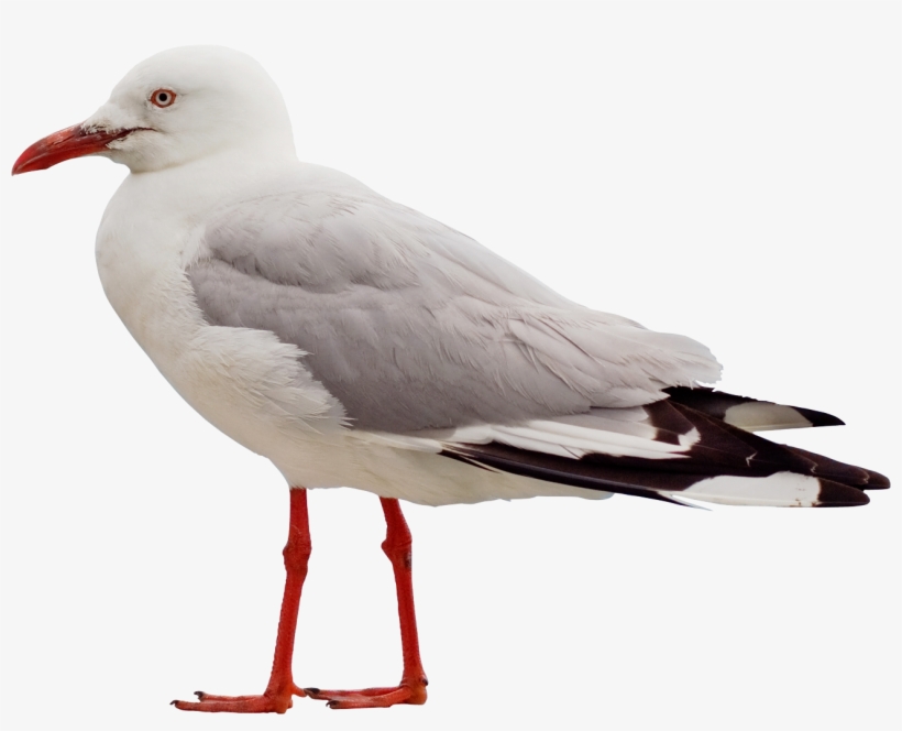 Download Png Image Report - Seagull Png, transparent png #8796263