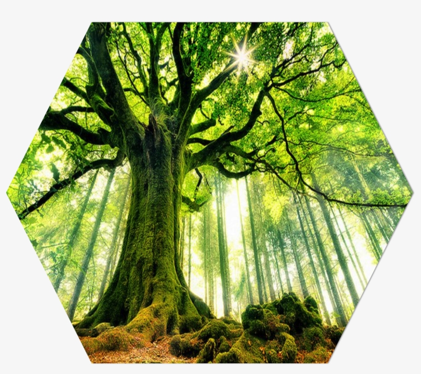 As Opposed To Using Entire Barks Of Trees, Our Paper - Paesaggio 3d Per Pareti, transparent png #8799107