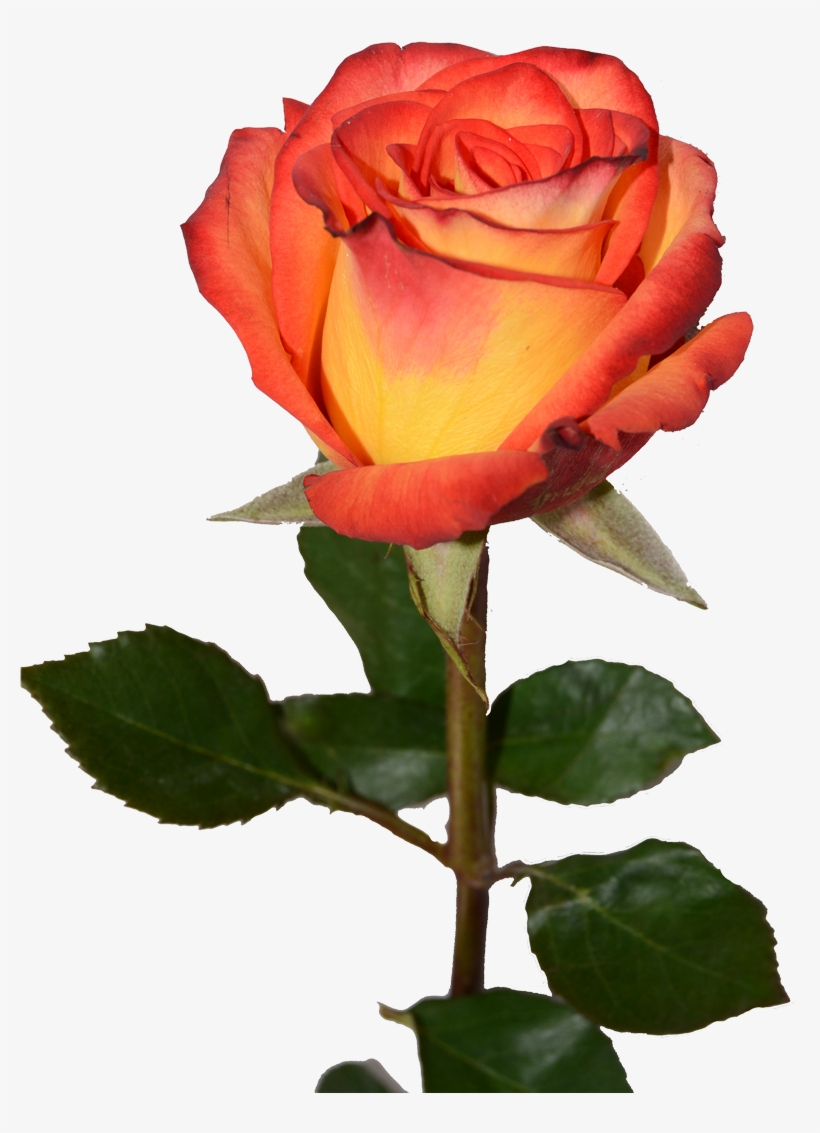 High & Magic - Red Yellow Rose Transparent, transparent png #8799318
