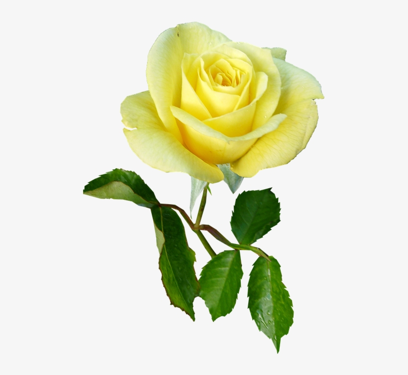 Rose, Yellow, Single Stem, Flower - Enkelt Blomst Med Stilk, transparent png #8799389
