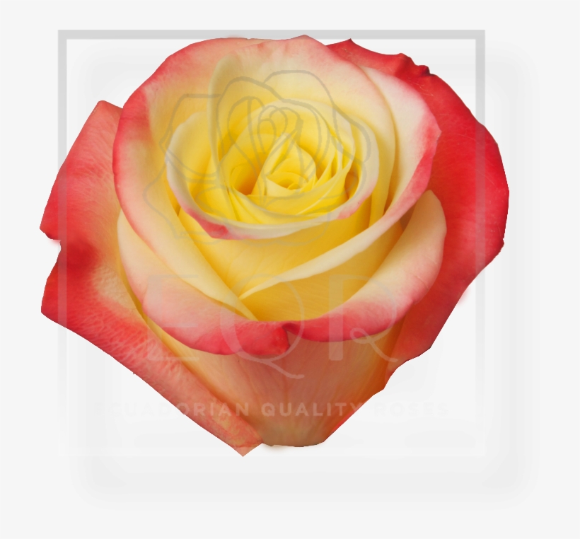 Previous - Garden Roses, transparent png #8799887