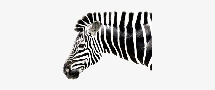 Black And White Leopard Tumblr - Zebra Drawing, transparent png #880017
