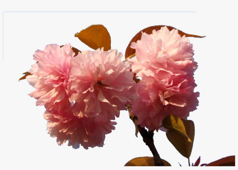 Japan Floral Design Japanese Blossoms Transprent Png - Cherry Blossom, transparent png #880689