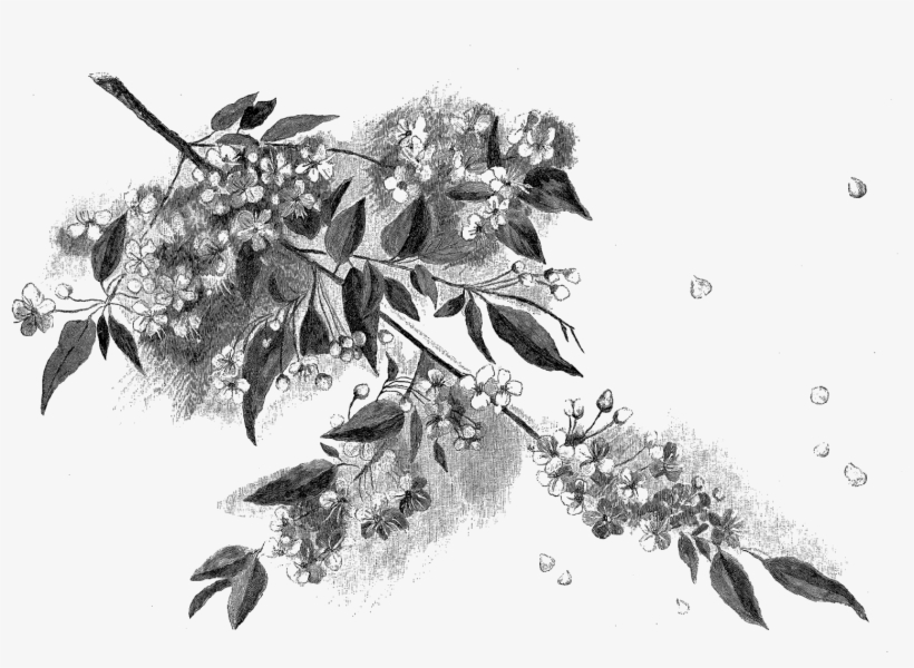 Digital Cherry Blossom Download - Bunga Sakura Sketsa, transparent png #880840